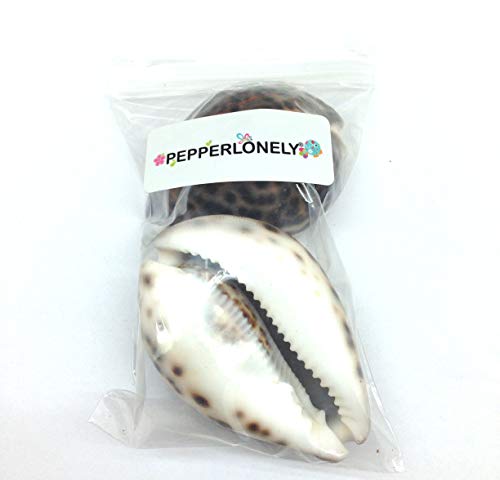 PEPPERLONELY 2PC Polished Tiger Cowrie Sea Shells, 3 Inch ~ 4 Inch - Image 3