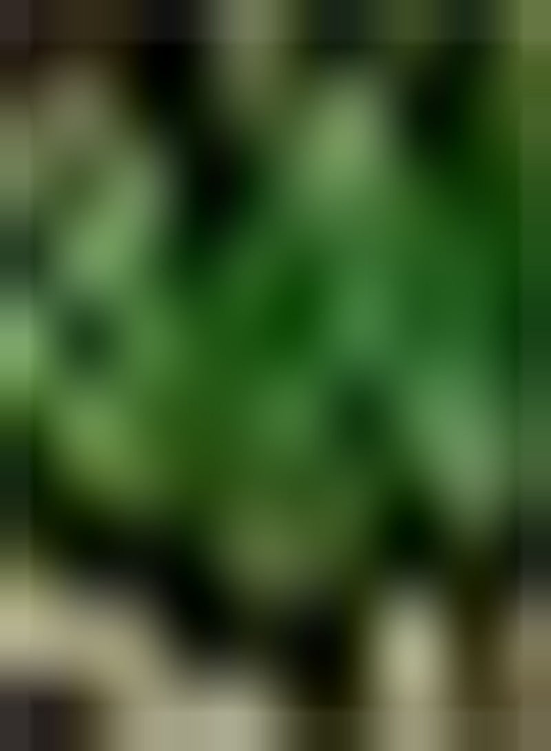 GGOOT 200pcs Mimosa Seeds Suitable for Hanging on Balconies Has Garden Value Let People Relax Reflect The Home Courtyard Style - Image 2