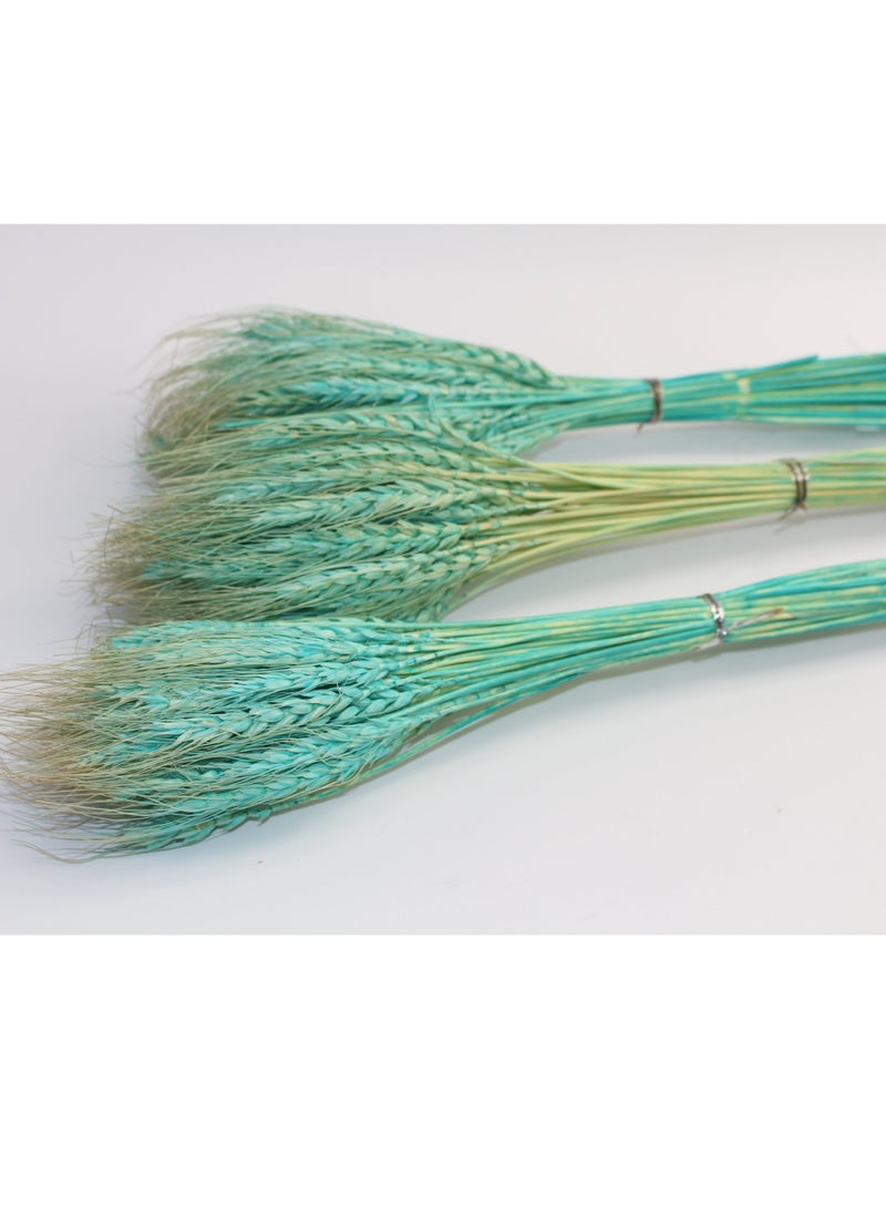 3 Bunch Dry Corn Rice Flower Tiffany Blue