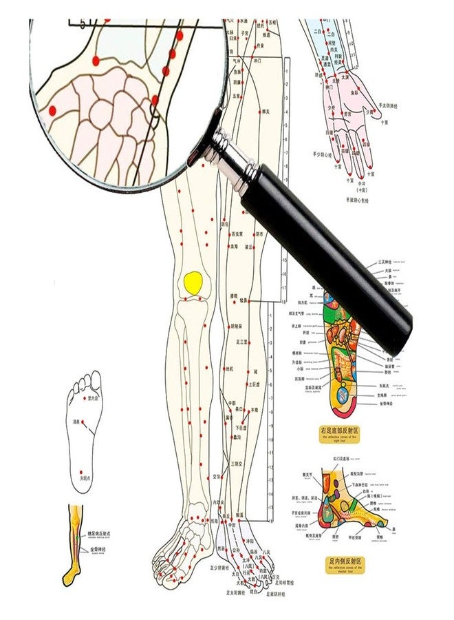 Zzooi Set of 2 Human Body Acupuncture Point Map, Chinese Version - Image 3