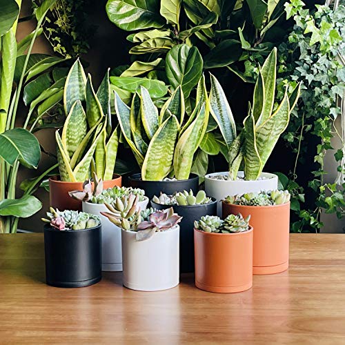 D'vine Dev 4 Inch 5 Inch 6 Inch, Set of 3 Plastic Planter Pots for Plants with Drainage Hole and Seamless Saucers, White Color, Small, 74-V-A-1 - Image 2