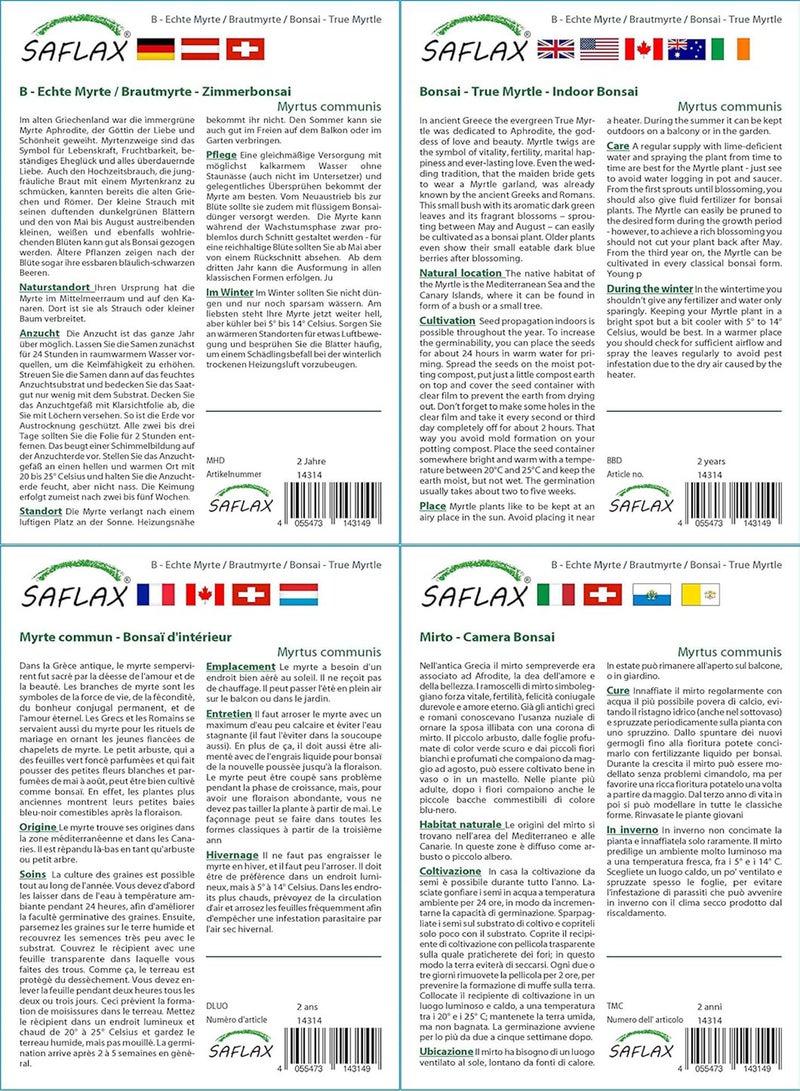 جي جوت بونساي - الآس الحقيقي - 30 بذرة - مع التربة - الآس الشائع - Image 3