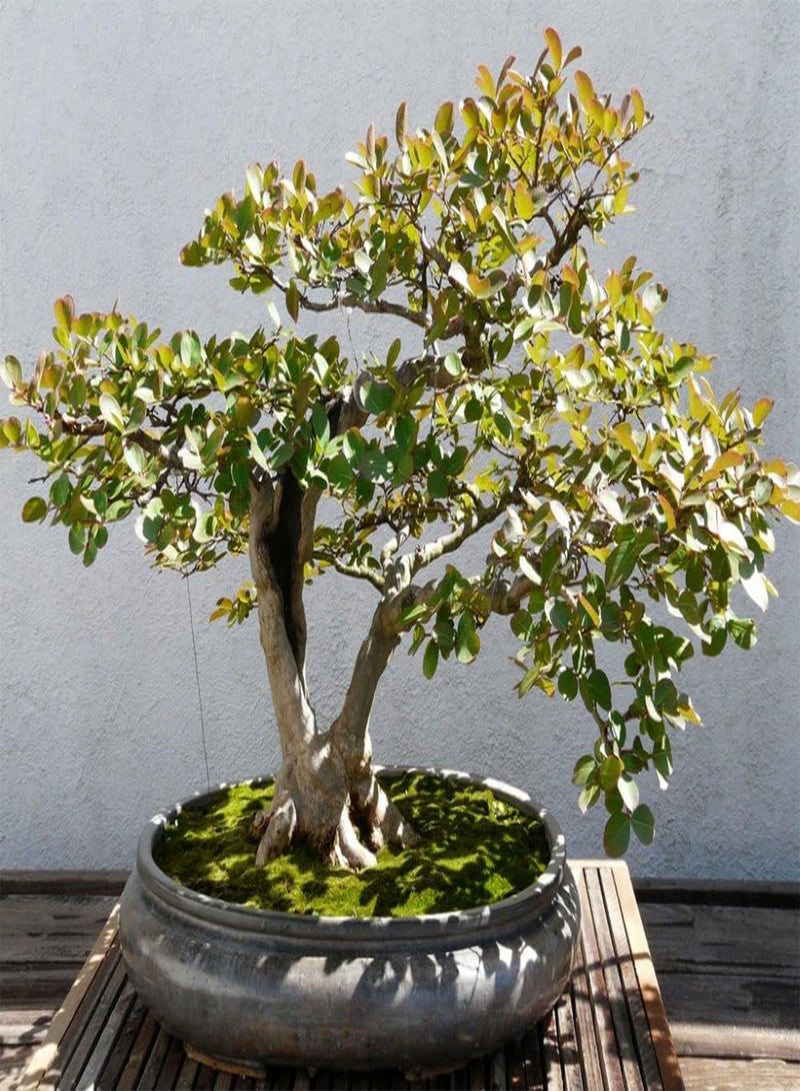 جي جوت بونساي - الآس الحقيقي - 30 بذرة - مع التربة - الآس الشائع - Image 5