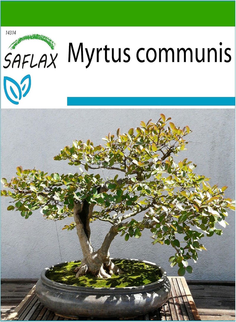 جي جوت بونساي - الآس الحقيقي - 30 بذرة - مع التربة - الآس الشائع - Image 1