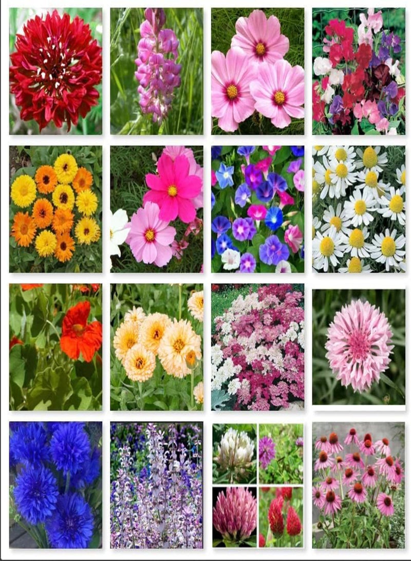 GGOOT Wild Flower Pure Seeds Mix of 16 Flower in one Bag with no Grass in The Mix, All Organic Fresh Seeds to Grow in Garden, Farm, School or Balcony (10g) 