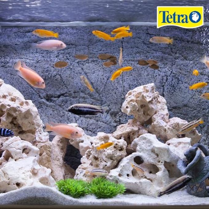 Tetra Cichlid Crisps, Nutritionally Balanced Fish Food For All Top And Mid-Water Cichlids, 8.82 Oz - Image 2