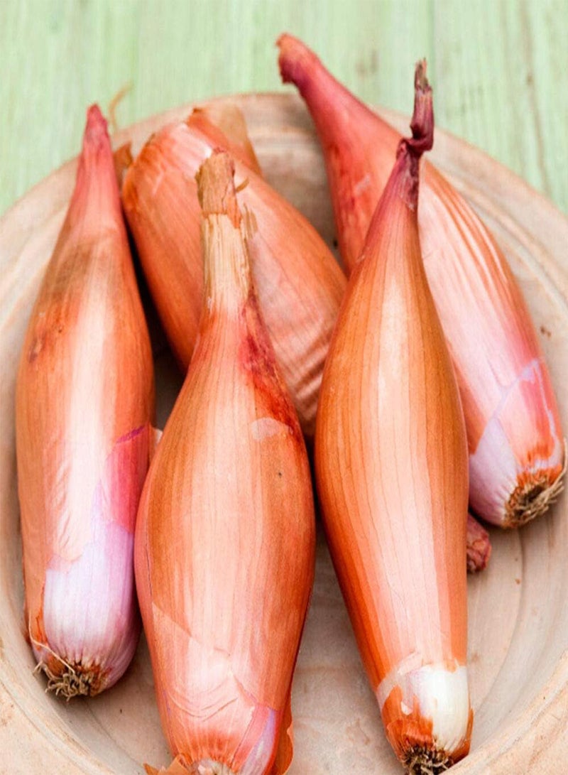 GGOOT Zebrune Shallot - Allium cepa Vegetable Seeds, Also Known as 'Cuisse de Poulet du Poitou' Home Garden Planting by Heavy Torch, 120 Seeds