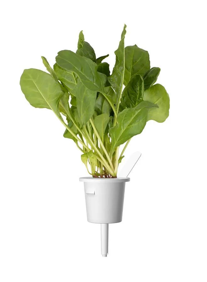 Click & Grow Click & Grow Seeds Green Chard
