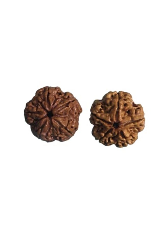 Combo of two 5 Mukhi Genuine Nepali collector grade Rudraksha Bead (Colour: Brown, Shape: Round) by Rudrascanopy - Image 1