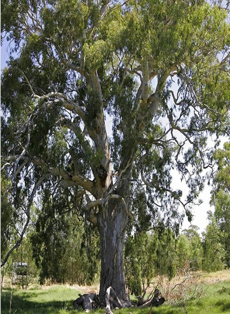 GGOOT 50Pcs Eucalyptus Seeds for Planting Developed Root System Strong Absorption Breath of Spring Beautiful Scene Nursing Entry-Level Variety Decorate Garden Landscape - Image 3