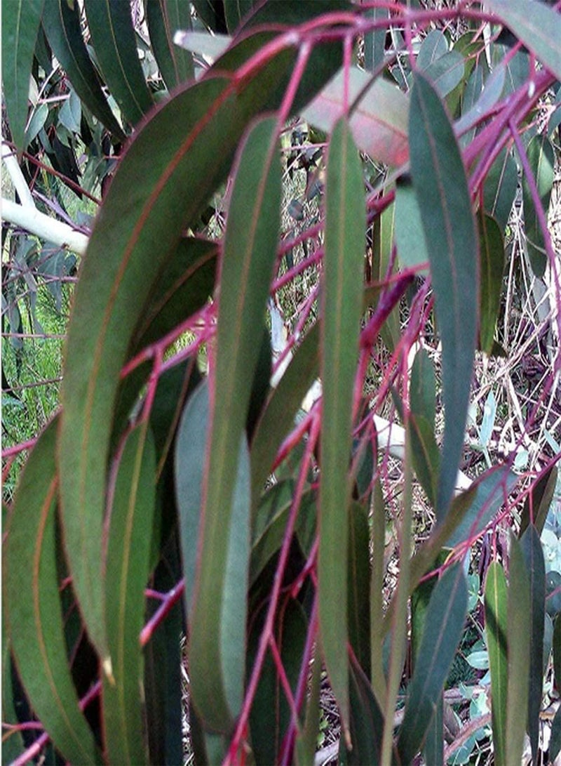 GGOOT 50Pcs Eucalyptus Seeds for Planting Developed Root System Strong Absorption Breath of Spring Beautiful Scene Nursing Entry-Level Variety Decorate Garden Landscape - Image 2