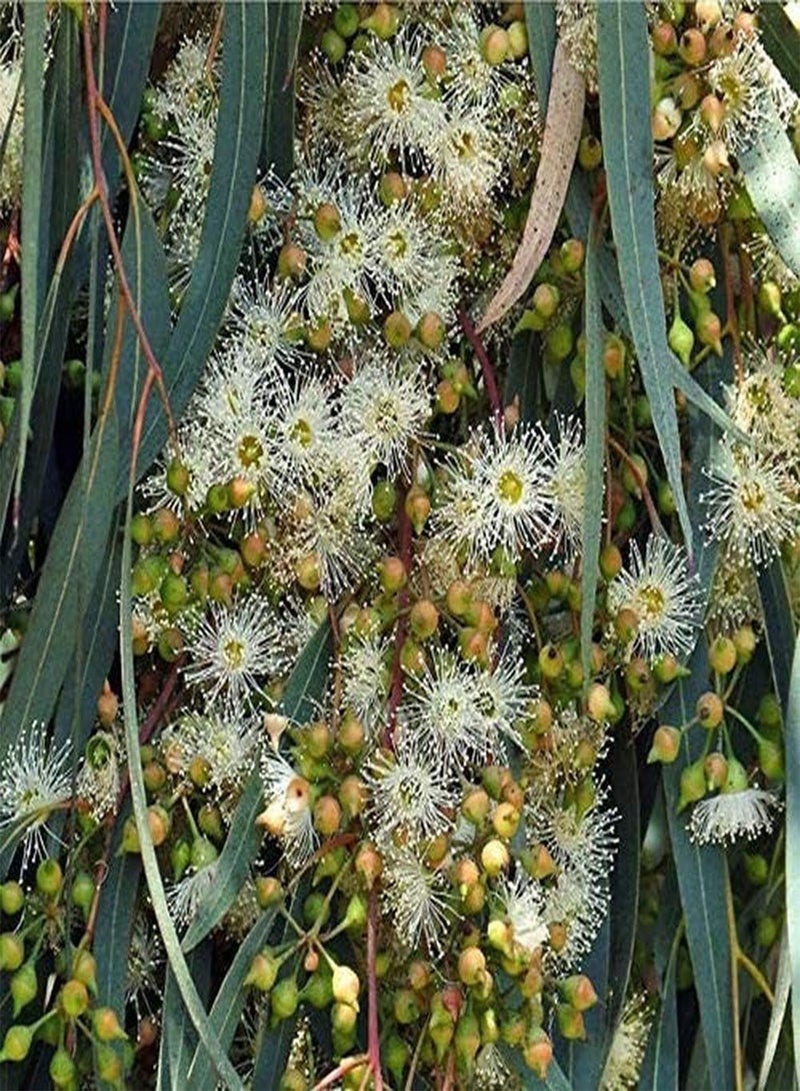 GGOOT 50Pcs Eucalyptus Seeds for Planting Developed Root System Strong Absorption Breath of Spring Beautiful Scene Nursing Entry-Level Variety Decorate Garden Landscape - Image 1