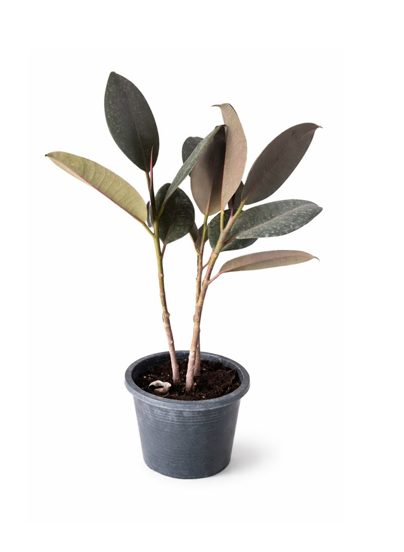 بلانت نبات المطاط (Ficus Elastica Burgundy) - 3 سيقان | نبات منزلي حي | نبتة زينة داخلية كبيرة ذات أوراق داكنة ولامعة، مثالية لديكور المنزل والمكتب - Image 2