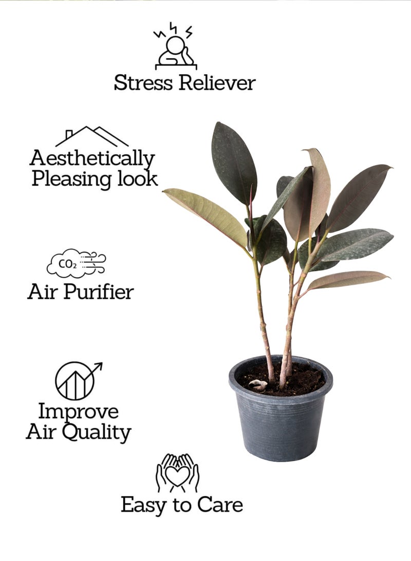 بلانت نبات المطاط (Ficus Elastica Burgundy) - 3 سيقان | نبات منزلي حي | نبتة زينة داخلية كبيرة ذات أوراق داكنة ولامعة، مثالية لديكور المنزل والمكتب - Image 4