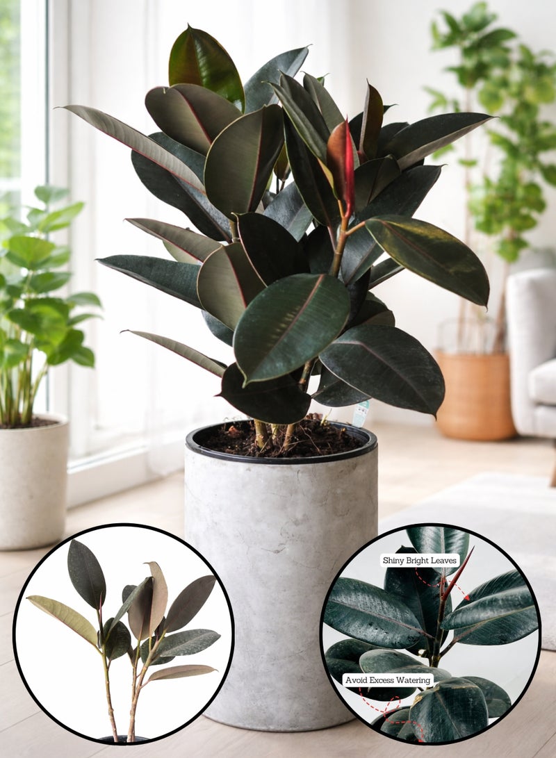 بلانت نبات المطاط (Ficus Elastica Burgundy) - 3 سيقان | نبات منزلي حي | نبتة زينة داخلية كبيرة ذات أوراق داكنة ولامعة، مثالية لديكور المنزل والمكتب - Image 1