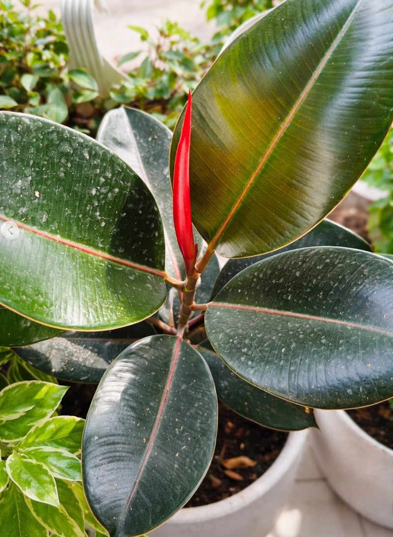 بلانت نبات المطاط (Ficus Elastica Burgundy) - 3 سيقان | نبات منزلي حي | نبتة زينة داخلية كبيرة ذات أوراق داكنة ولامعة، مثالية لديكور المنزل والمكتب - Image 3