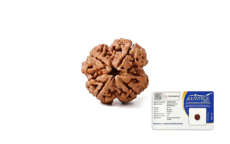 GEMSMANTRA 4 Mukhi Rudraksha Without Silver Pendant, Original Nepali, Regular Size, Natural and Lab Certified, Helps to Improve Wisdom and Spiritual Growth for Men & Women - Image 1
