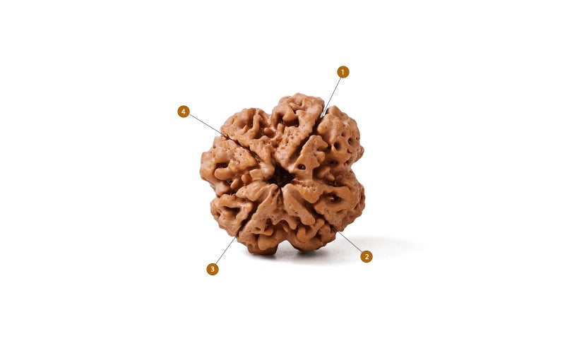 GEMSMANTRA 4 Mukhi Rudraksha Without Silver Pendant, Original Nepali, Regular Size, Natural and Lab Certified, Helps to Improve Wisdom and Spiritual Growth for Men & Women - Image 3