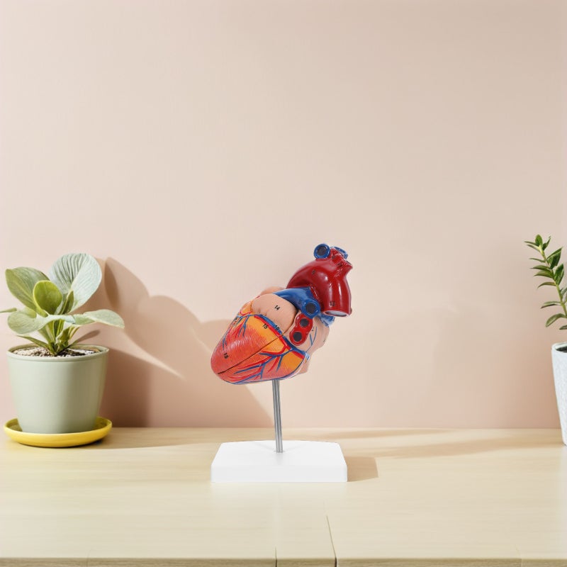 Anatomy Model: Heart Structure Teaching Model For Study Teaching Classroom Science Display & Education - Image 2
