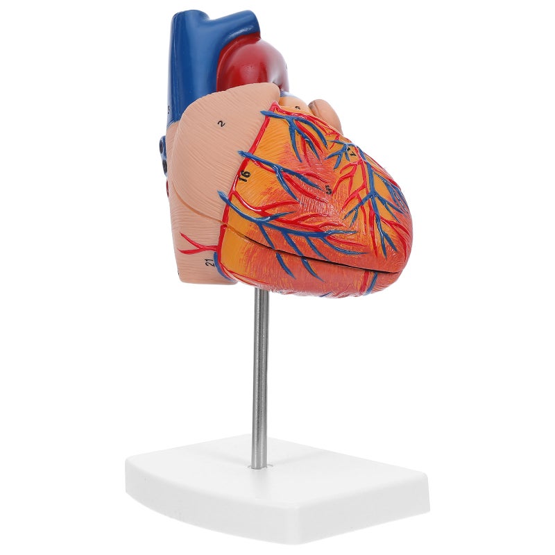 Anatomy Model: Heart Structure Teaching Model For Study Teaching Classroom Science Display & Education - Image 1