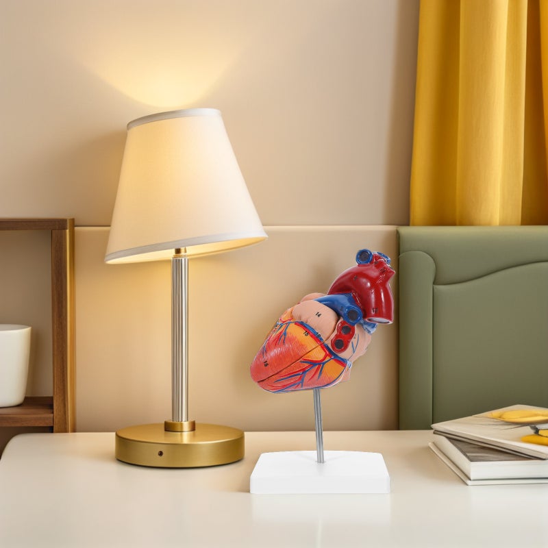 Anatomy Model: Heart Structure Teaching Model For Study Teaching Classroom Science Display & Education - Image 4