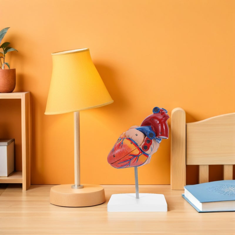Anatomy Model: Heart Structure Teaching Model For Study Teaching Classroom Science Display & Education - Image 3