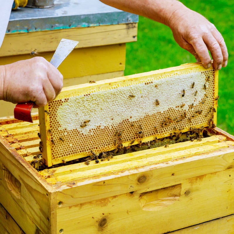 KINGLAKE KINGLAKE Steel Hive Tool The Best Paint Scraping Tool Bee Hive Frame Lifter and Scraper for Beekeepers 9 Inch  - Image 5