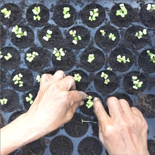 Halsey Germination Seedling Trays -Black,104 Holes Germination Tray for Seedling, Nursery Tray for Plants, Reusable Tray for Garden Plantation (Pack of 5 Trays) - Image 4