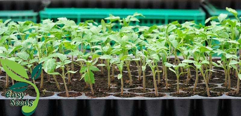 Halsey Germination Seedling Trays -Black,104 Holes Germination Tray for Seedling, Nursery Tray for Plants, Reusable Tray for Garden Plantation (Pack of 5 Trays) - Image 2