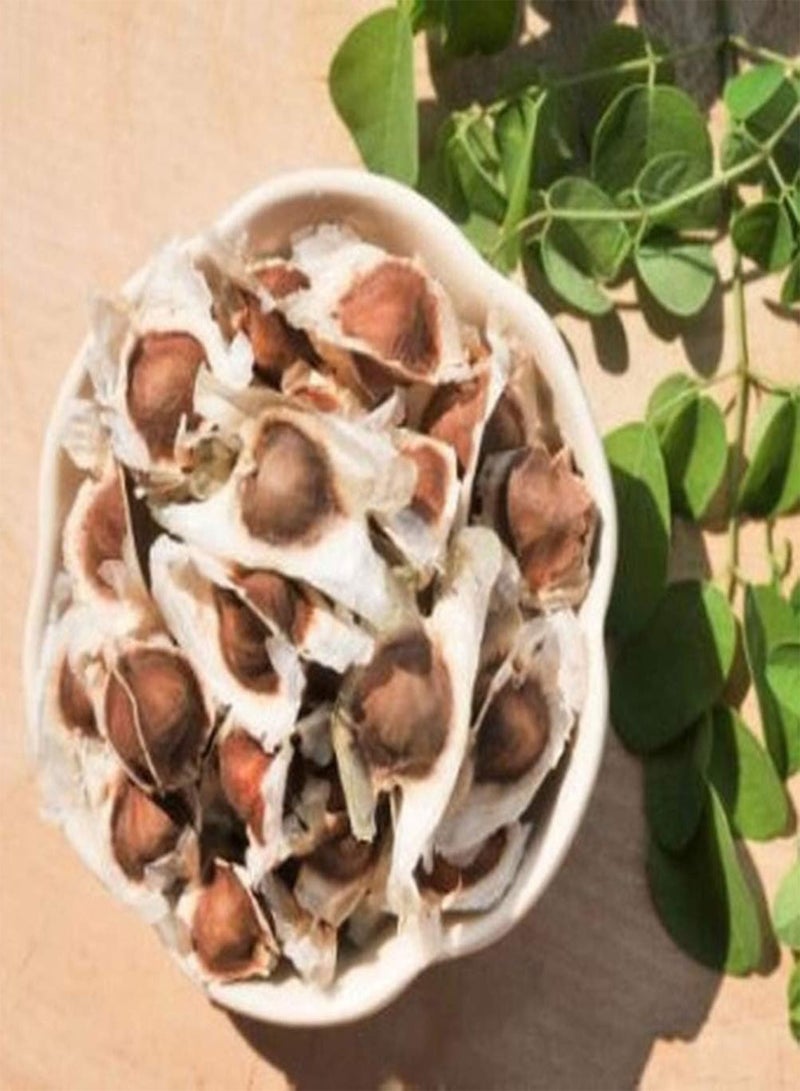 GGOOT 30pcs Moringa Seeds Perennial Deciduous Trees Non-GMO Heirloom Seeds for Indoors and Outdoors Planting Decorate Garden Easy to Care - Image 2