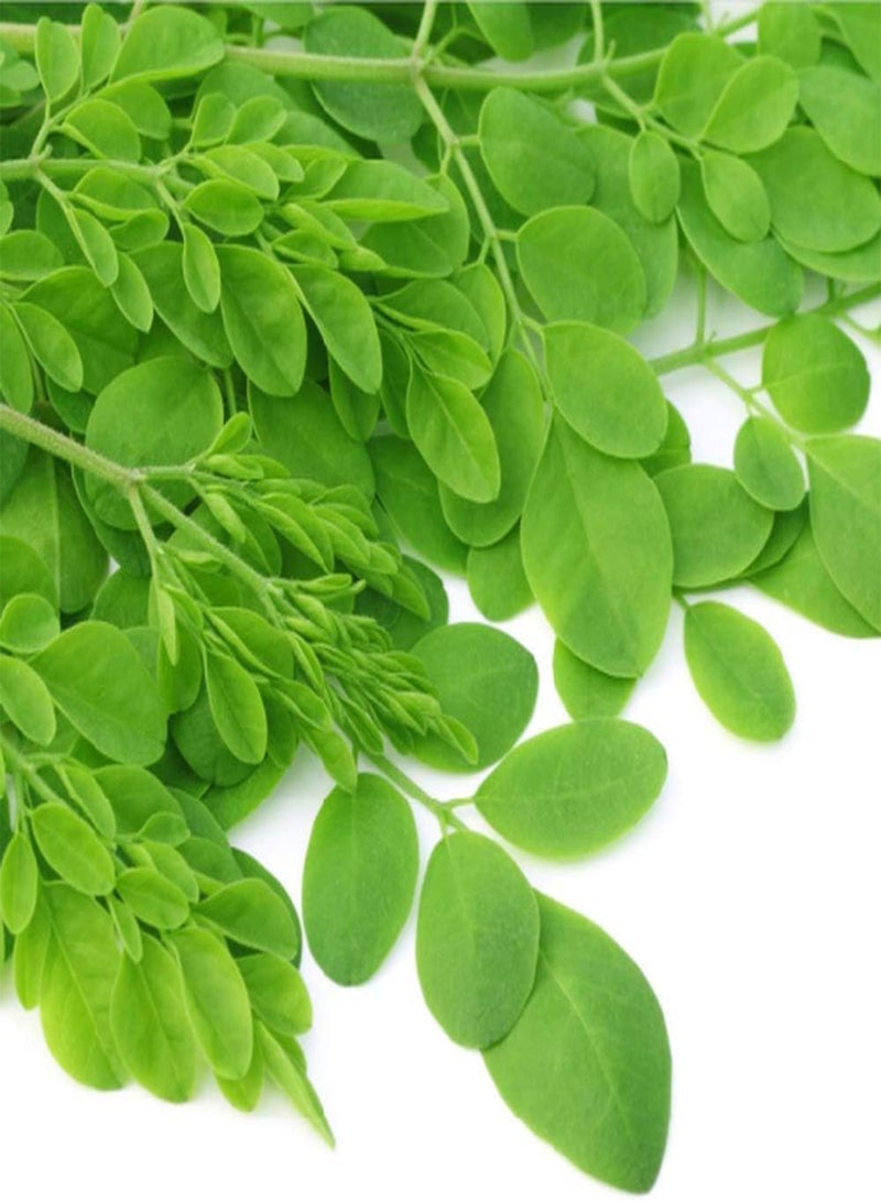 GGOOT 30pcs Moringa Seeds Perennial Deciduous Trees Non-GMO Heirloom Seeds for Indoors and Outdoors Planting Decorate Garden Easy to Care - Image 3