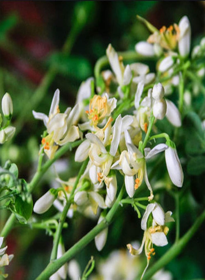 GGOOT 30pcs Moringa Seeds Perennial Deciduous Trees Non-GMO Heirloom Seeds for Indoors and Outdoors Planting Decorate Garden Easy to Care - Image 1