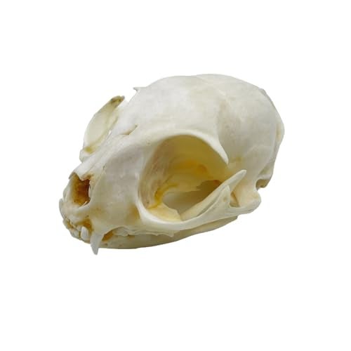 iBedding Real Animal Bone Specimen Natural Taxidermy Feline Skull for Science Collection - Image 3
