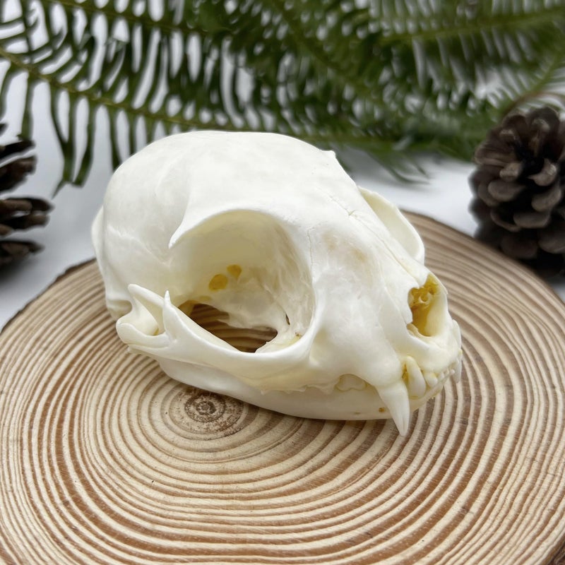 iBedding Real Animal Bone Specimen Natural Taxidermy Feline Skull for Science Collection - Image 2