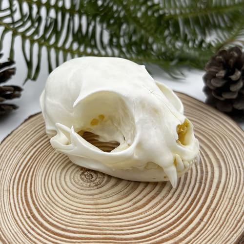 iBedding Real Animal Bone Specimen Natural Taxidermy Feline Skull for Science Collection - Image 1