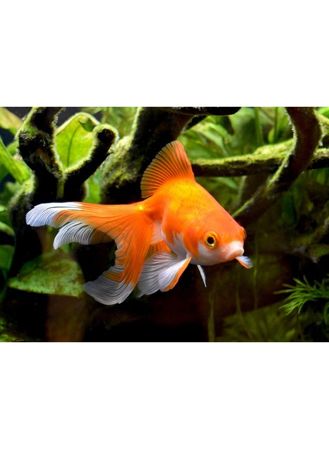 Seachem AmGuard 250ml - Image 3