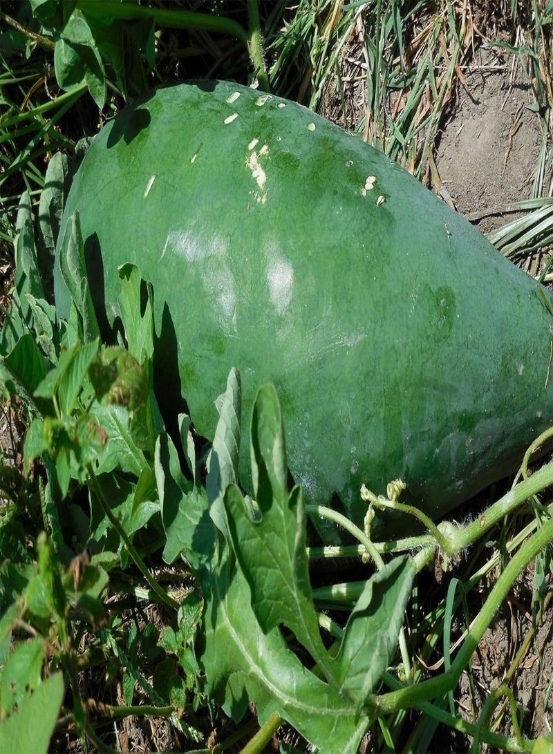 GGOOT Watermelon seeds --Ancient-- non-GMO Heirloom Seeds (Bright Red Flesh) fruits (10 Seeds) - Image 1