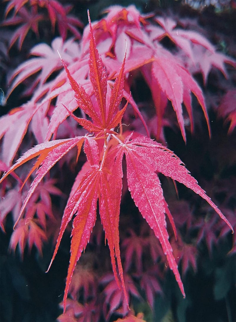 GGOOT 5Pcs Red Maple Tree Seeds,5Pcs Japanese Red Maple Seeds Bonsai Tree Seeds Flower Potted Plant Seeds Home Garden Tree Decor Seed - Image 4