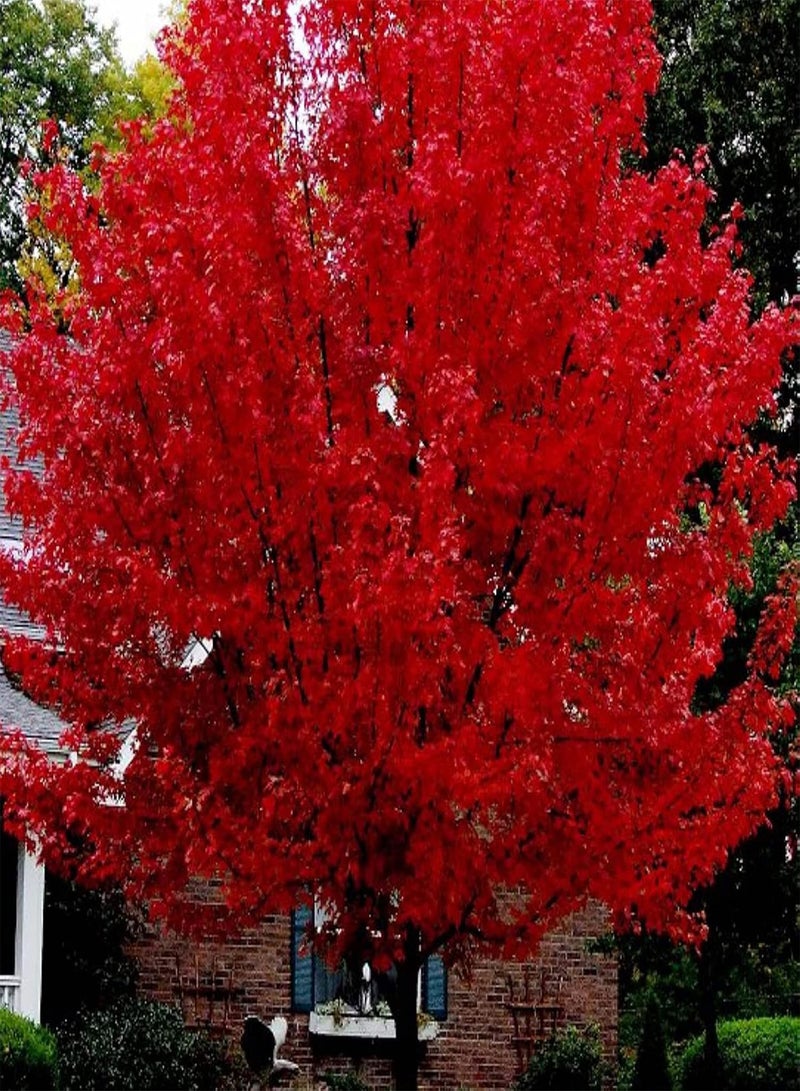 GGOOT 5Pcs Red Maple Tree Seeds,5Pcs Japanese Red Maple Seeds Bonsai Tree Seeds Flower Potted Plant Seeds Home Garden Tree Decor Seed - Image 1
