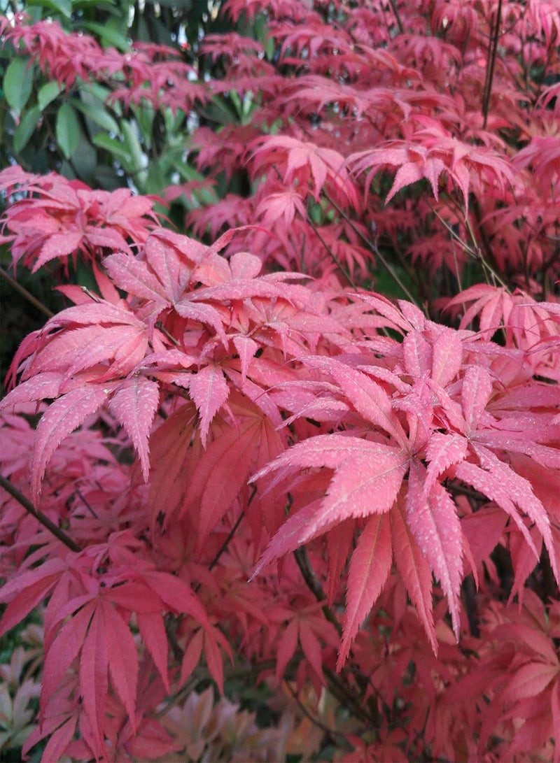 GGOOT 5Pcs Red Maple Tree Seeds,5Pcs Japanese Red Maple Seeds Bonsai Tree Seeds Flower Potted Plant Seeds Home Garden Tree Decor Seed - Image 3