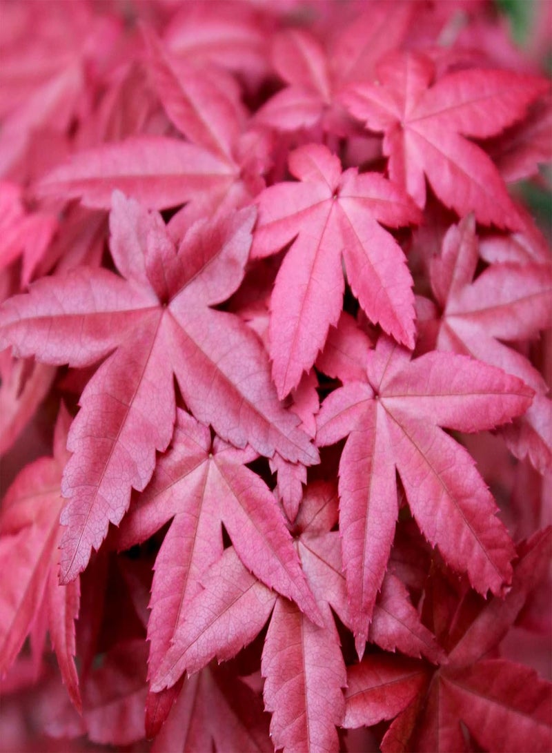 GGOOT 5Pcs Red Maple Tree Seeds,5Pcs Japanese Red Maple Seeds Bonsai Tree Seeds Flower Potted Plant Seeds Home Garden Tree Decor Seed - Image 2