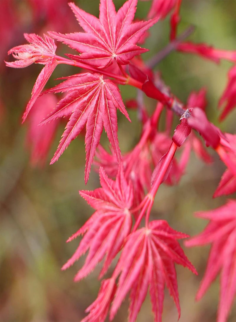 GGOOT 5Pcs Red Maple Tree Seeds,5Pcs Japanese Red Maple Seeds Bonsai Tree Seeds Flower Potted Plant Seeds Home Garden Tree Decor Seed - Image 5