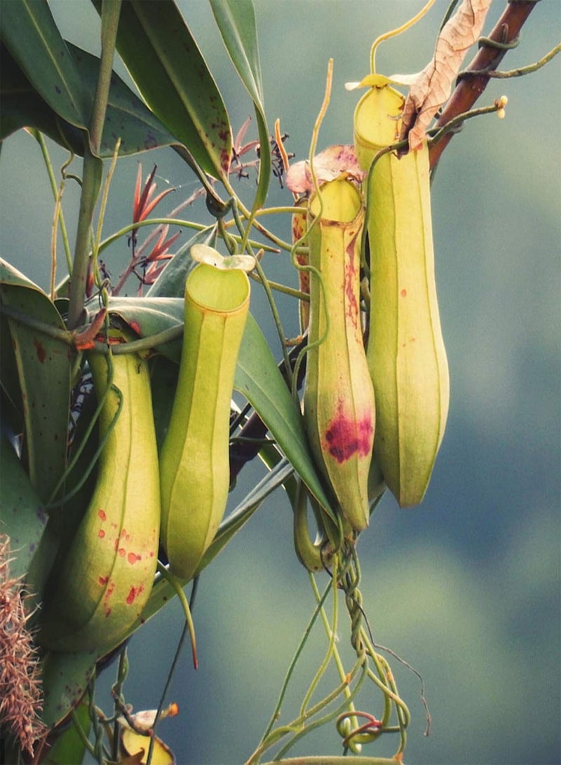 GGOOT 50Pcs Premium Flower Seeds, Nepenthes Seeds Decorative Tropical with Pouch Carnivorous Plants Seeds for Home Blue - Image 3