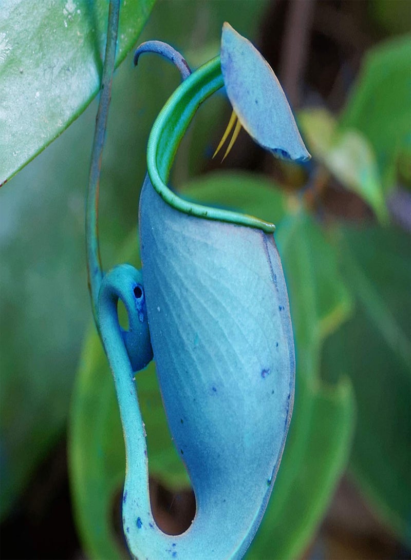 GGOOT 50Pcs Premium Flower Seeds, Nepenthes Seeds Decorative Tropical with Pouch Carnivorous Plants Seeds for Home Blue - Image 1