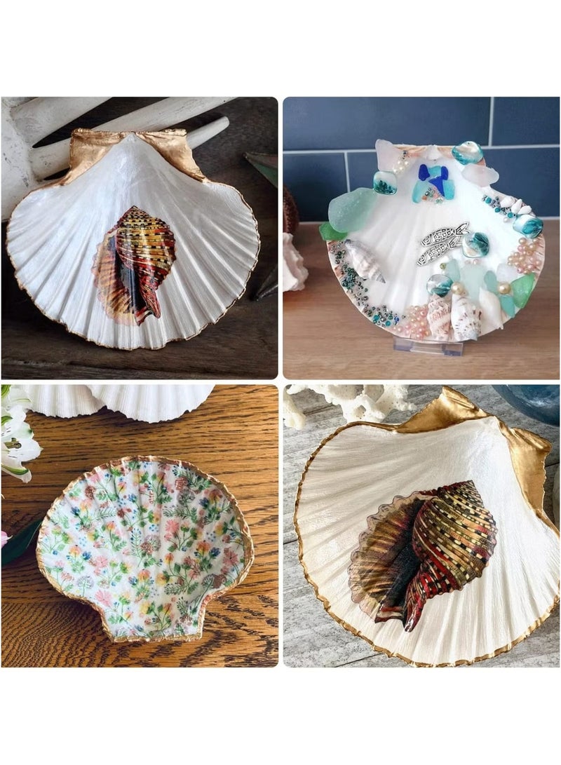 OMEVE 15 pcs Natural Scallop Shells 2-3 inch White Sea Shells from Sea Beach for DIY Craft Home - Image 4