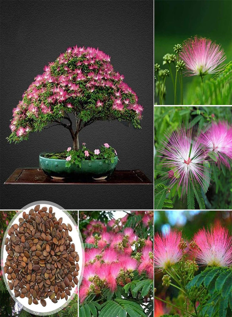 جي جوت نباتات زهور الحديقة الخضراء - 100 قطعة/كيس بذور بونساي ألبيزيا مقاومة للبرد سريعة النمو بذور بونساي مزخرفة للمنزل - بذور - Image 2