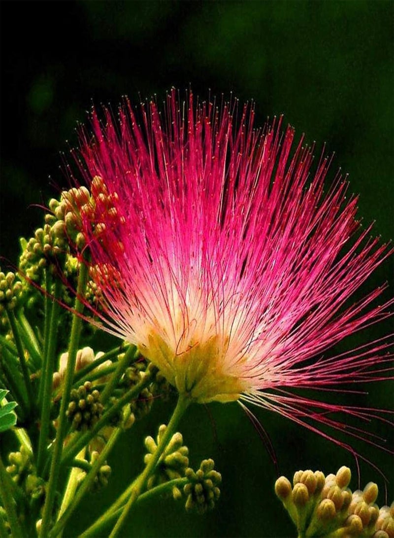 جي جوت نباتات زهور الحديقة الخضراء - 100 قطعة/كيس بذور بونساي ألبيزيا مقاومة للبرد سريعة النمو بذور بونساي مزخرفة للمنزل - بذور - Image 4