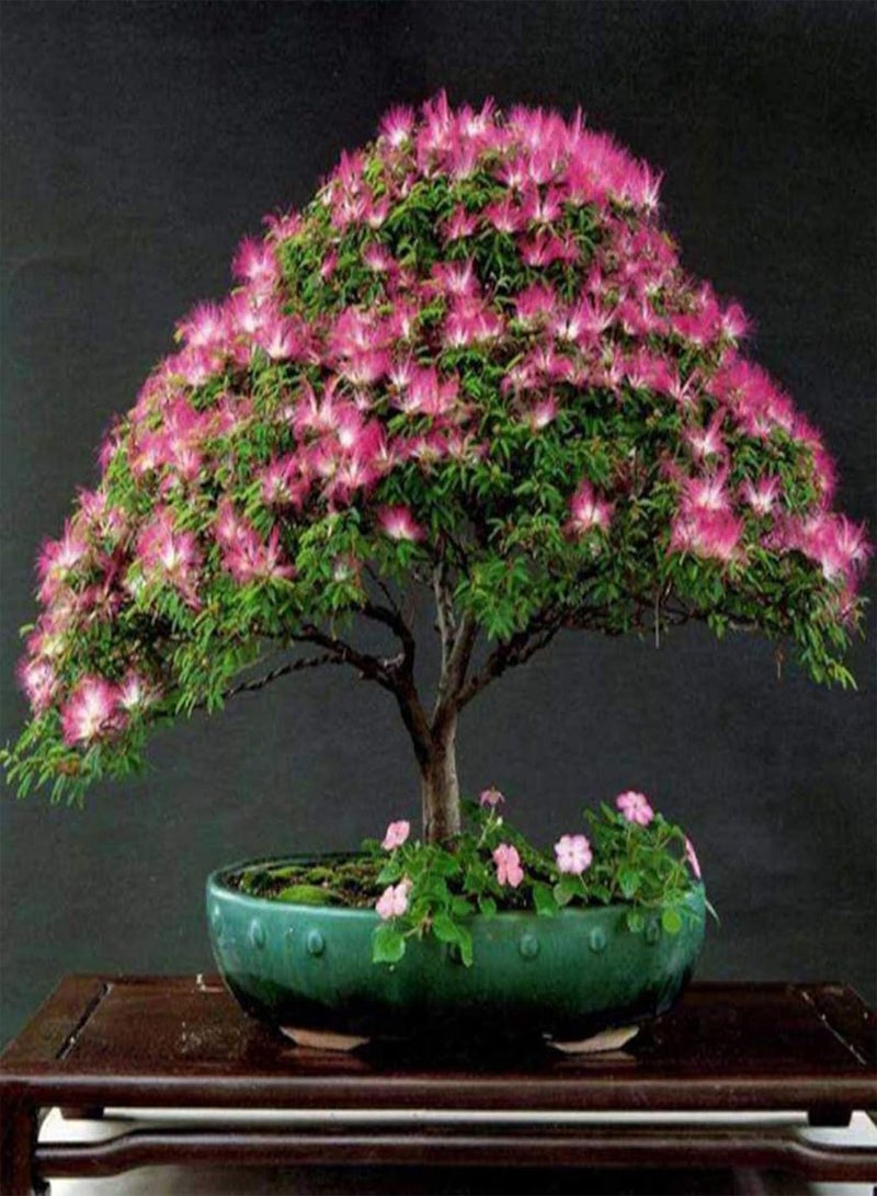 جي جوت نباتات زهور الحديقة الخضراء - 100 قطعة/كيس بذور بونساي ألبيزيا مقاومة للبرد سريعة النمو بذور بونساي مزخرفة للمنزل - بذور - Image 3