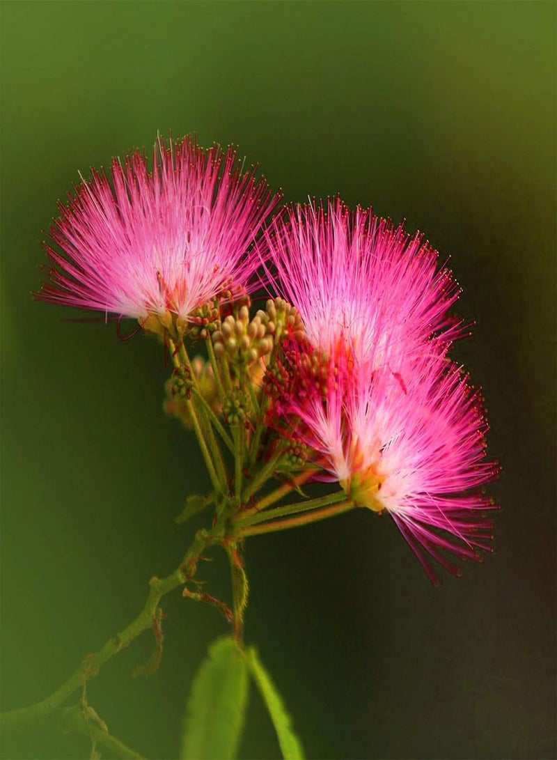 جي جوت نباتات زهور الحديقة الخضراء - 100 قطعة/كيس بذور بونساي ألبيزيا مقاومة للبرد سريعة النمو بذور بونساي مزخرفة للمنزل - بذور - Image 1