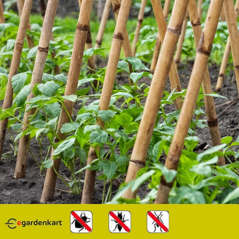 Egardenkart إي غاردن كارت، عصي الخيزران للنباتات - 60 سم، 8 قطع | دعامات نباتية | 24-16 مم، عمود دعم للنباتات | عصا نباتية متينة للزهور، الخضروات، والزواحف | عصي حديقة (8 قطع، 60 سم) - Image 5